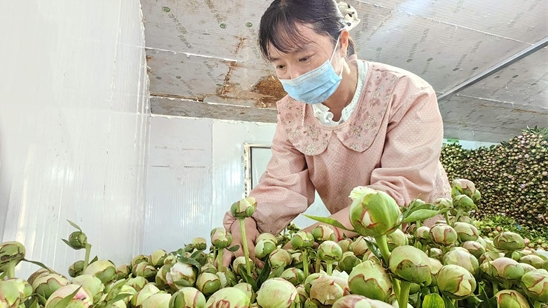 芍藥鮮切花“切”出“美麗經濟”